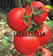 供应用于蔬菜种植的大粉果番茄种子|荷兰大果番茄种子图片