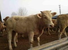 供应安徽肉牛养殖技术视频 安徽肉牛的价格