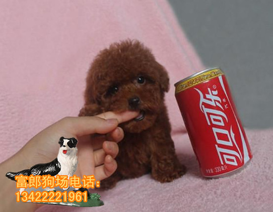 广州哪里有卖泰迪熊犬广州哪里有正规狗场图片