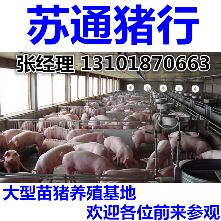 供应用于养殖的三元母猪三元仔猪长大猪猪仔图片