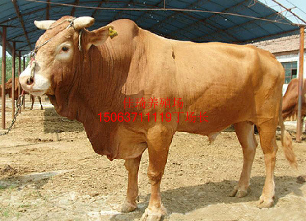 供应用于养殖的鲁西黄牛价格