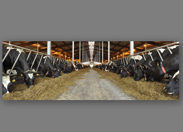 供应探感科技低频RFID畜牧养殖管理系统