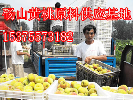 供应用于黄桃罐头原料的丰县83黄桃原料销售