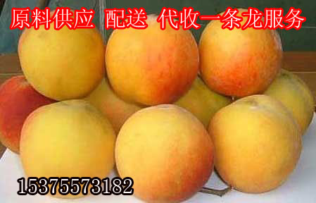 供应用于黄桃销售的兰溪黄桃原料销售