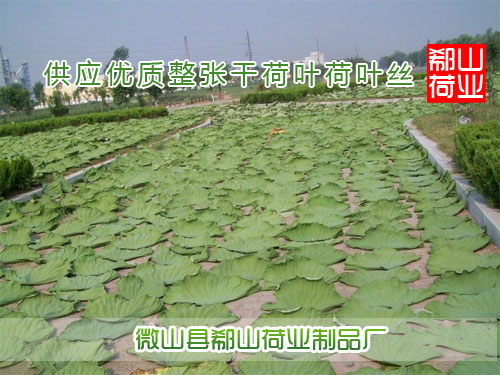 供应用于荷叶的花草茶纯天然无污染 荷叶 排毒