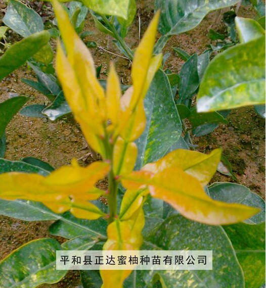 漳州市金红蜜柚厂家供应用于农业的金红蜜柚苗金橘蜜柚苗金桔蜜柚苗价格批发