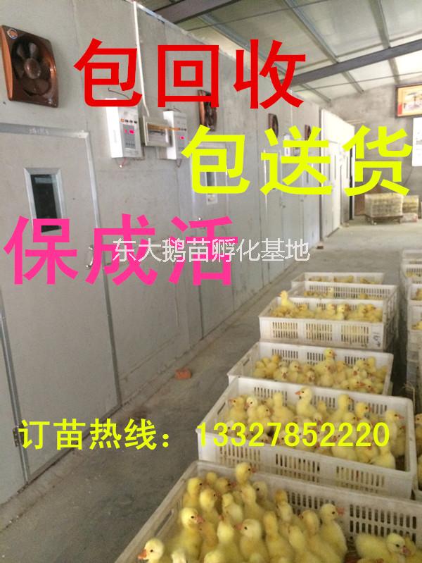 供应用于养殖的扬州大白鹅苗价格山东鹅苗价格行情图片