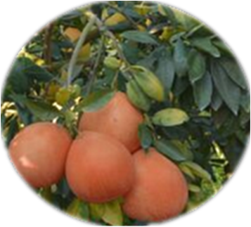 供应用于农业的金红蜜柚苗金橘蜜柚苗金桔蜜柚苗价格批发