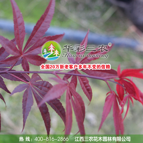 日本三季红红枫 园林绿化观赏苗木 日本红枫三季红 三季红叶 新品种红枫苗 珍稀彩叶绿化苗出售图片