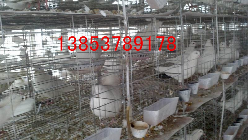 供应山东肉鸽批发规模最大的肉鸽养殖场
