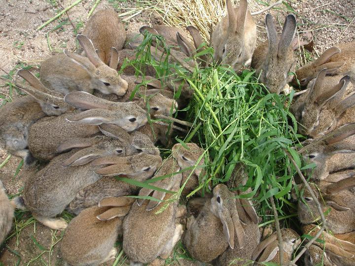 供应用于野兔养殖的纯种野兔图片