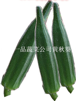 供应用于蔬菜种植的日本进口卡里巴黄秋葵种子