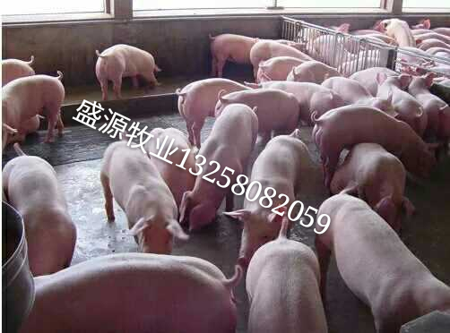 供应用于养猪场的山东青岛胶州仔猪出售盛源牧业供应