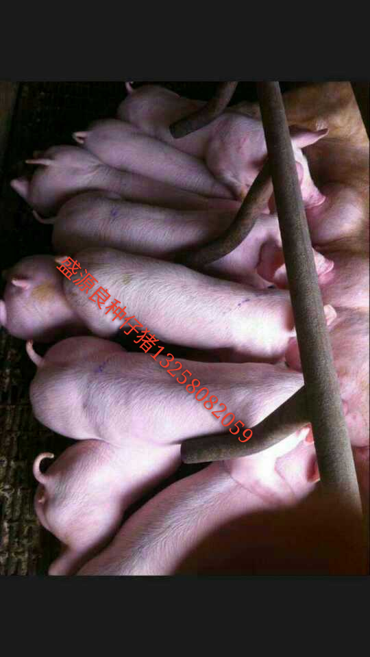 供应用于饲养仔猪|养殖的山东烟台养猪场仔猪种猪苗猪盛源牧图片