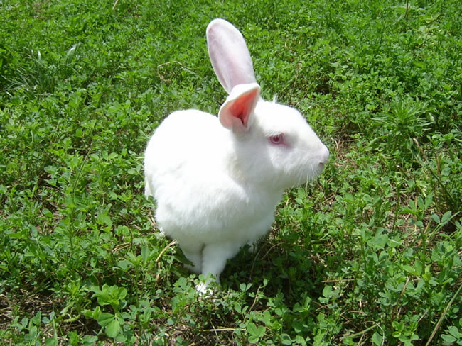 供应獭兔肉兔养殖市场养殖獭兔肉兔签订回收合同