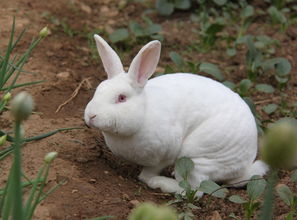 供应獭兔肉兔养殖哈白肉兔利润-獭兔肉兔长毛兔养殖基地獭兔种兔长毛兔养殖场图片