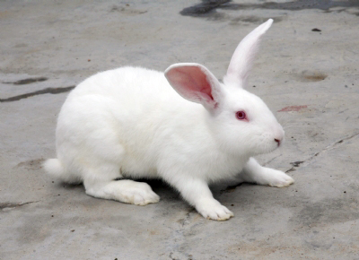 供应野兔养殖技术野兔价格杂交野兔养殖利润分析野兔养殖效益