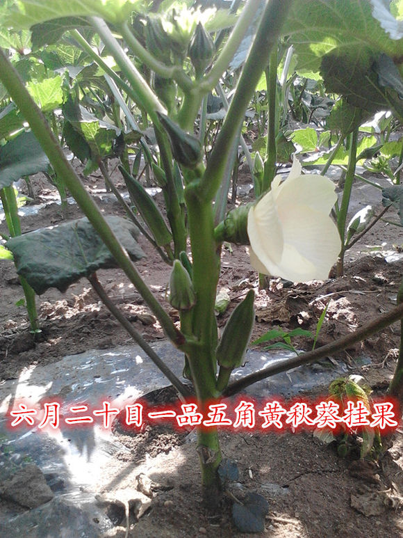 供应用于蔬菜的卡里巴黄秋葵种子日本进口繁育一代