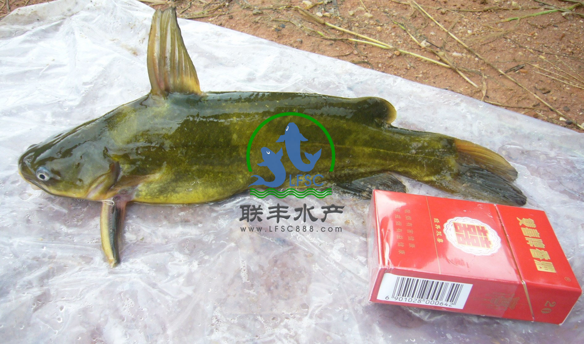 广州市黄颡鱼苗|黄颡鱼价格|全雄黄颡鱼|厂家