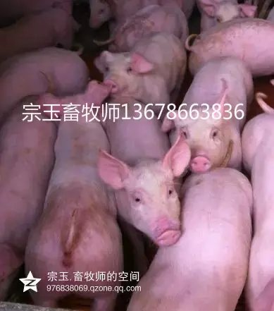 供应用于肥猪的山东潍坊三元仔猪 猪苗 小猪 猪仔图片