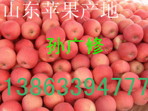 供应用于苹果批发价格的山东早熟苹果嘎啦美八苹果价格