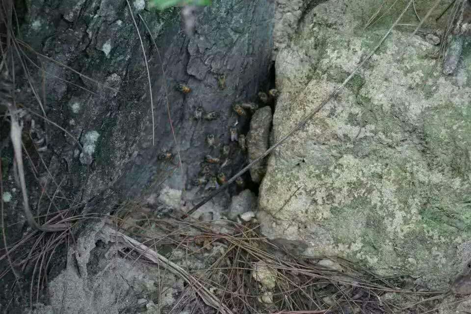 贵阳市天然野生蜂蜜厂家天然野生蜂蜜