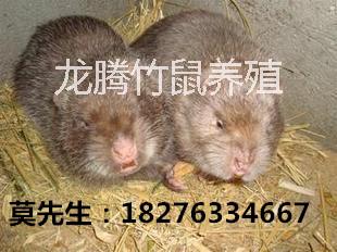 供应贵州竹鼠，贵州价格，贵州竹鼠批发，贵州竹鼠供应商
