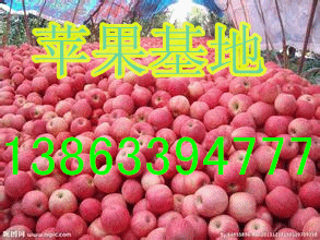供应用于苹果批发的山东苹果基地苹果价格