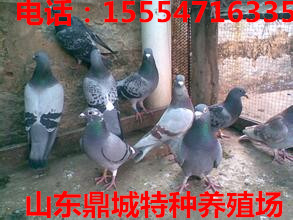 鸵鸟价格 山东鸵鸟养殖场供应用于的鸵鸟价格 山东鸵鸟养殖场