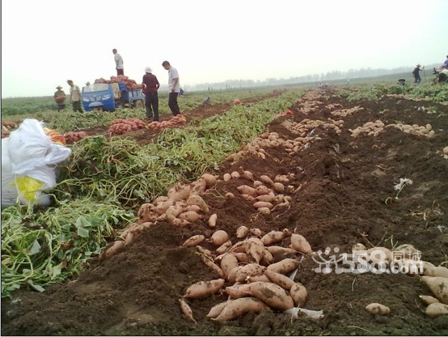 山东汶上泽润薯业大量供应各种地瓜苗 红薯苗