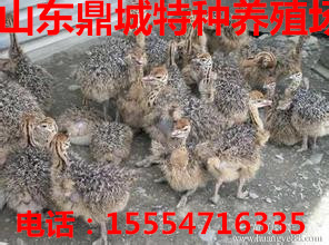 供应用于鸵鸟种苗养殖的鸵鸟苗价格北京鸵鸟苗2015价格图片