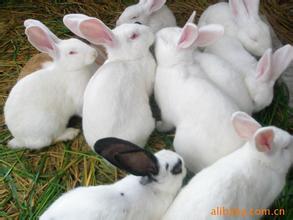 菏泽市山东潍坊肉兔最新价格行情厂家供应用于作种的肉兔山东潍坊肉兔最新价格行情