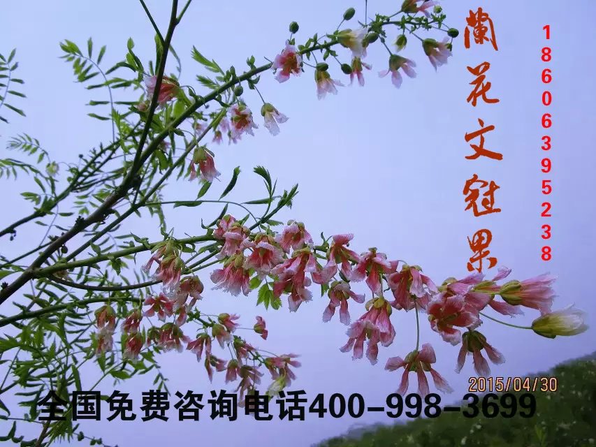供应用于绿化苗木的红花文冠果，绿色文冠果，白花文冠