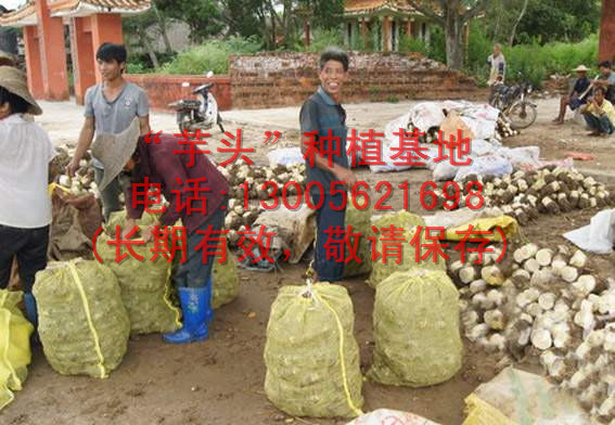 广东湛江香芋种植基地，粉芋大量低价供应，芋头芋粉加工厂家采购基地，优质良种香芋收购中心图片