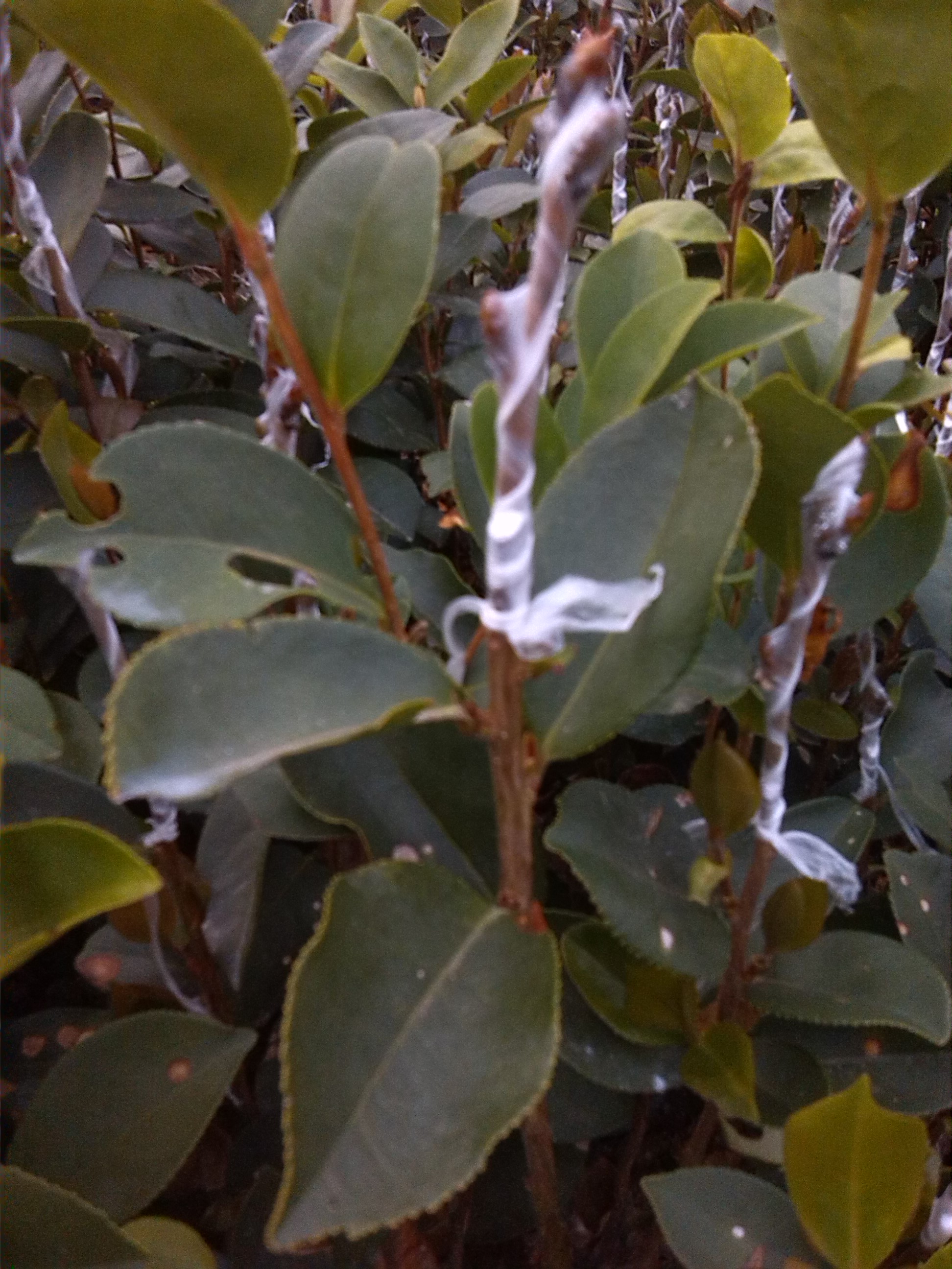 供应岑溪软枝油茶嫁接苗