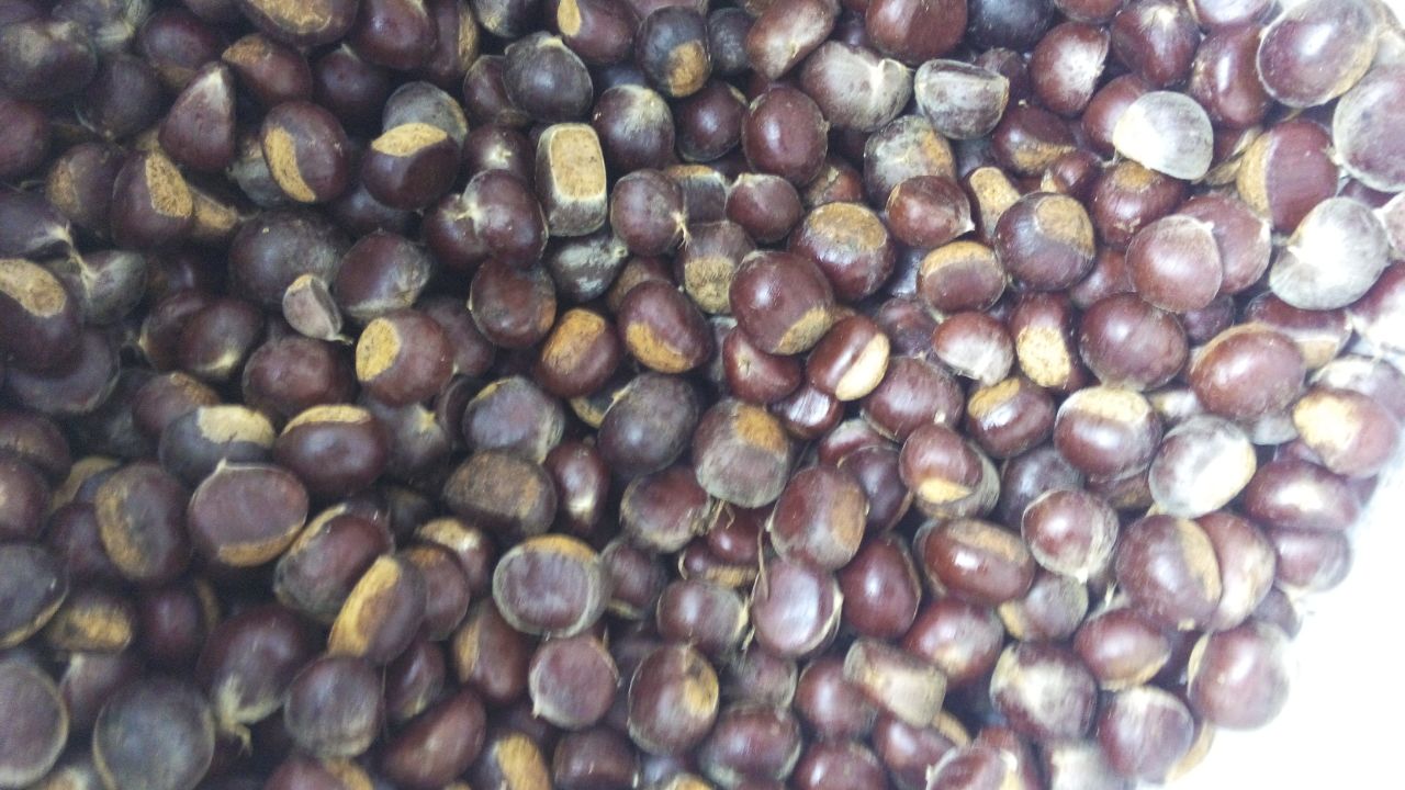 供应用于糖炒的产地直供规格规格泰山油栗 供应前中期泰山板栗油栗