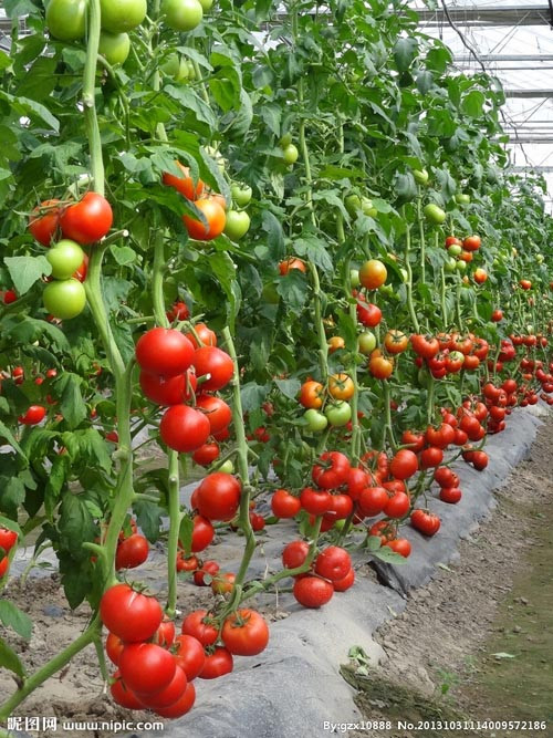 供应金玉X3F1-番茄种子，抗ty粉果番茄种子，高产番茄种子