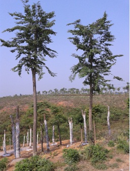 供应用于园林绿化的精品湖北朴树移栽朴树骨架朴树