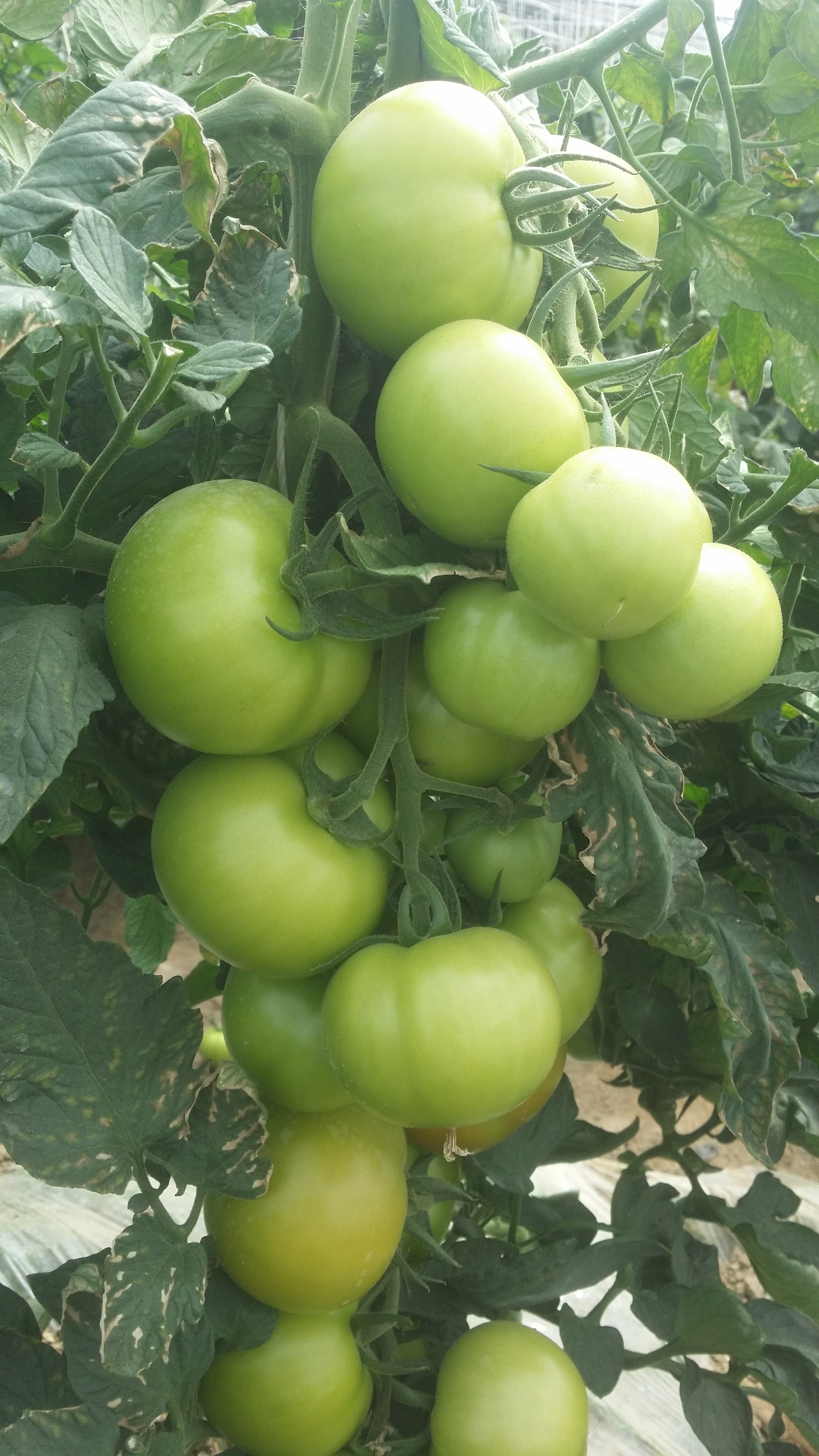供应金玉X3F1-番茄种子，抗ty粉果番茄种子，高产番茄种子