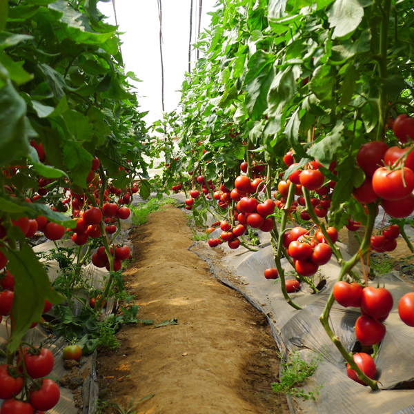 供应荷粉-番茄种子，高产番茄种子，早熟番茄种子