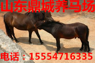 济宁市设特兰矮马价格厂家供应用于的设特兰矮马价格