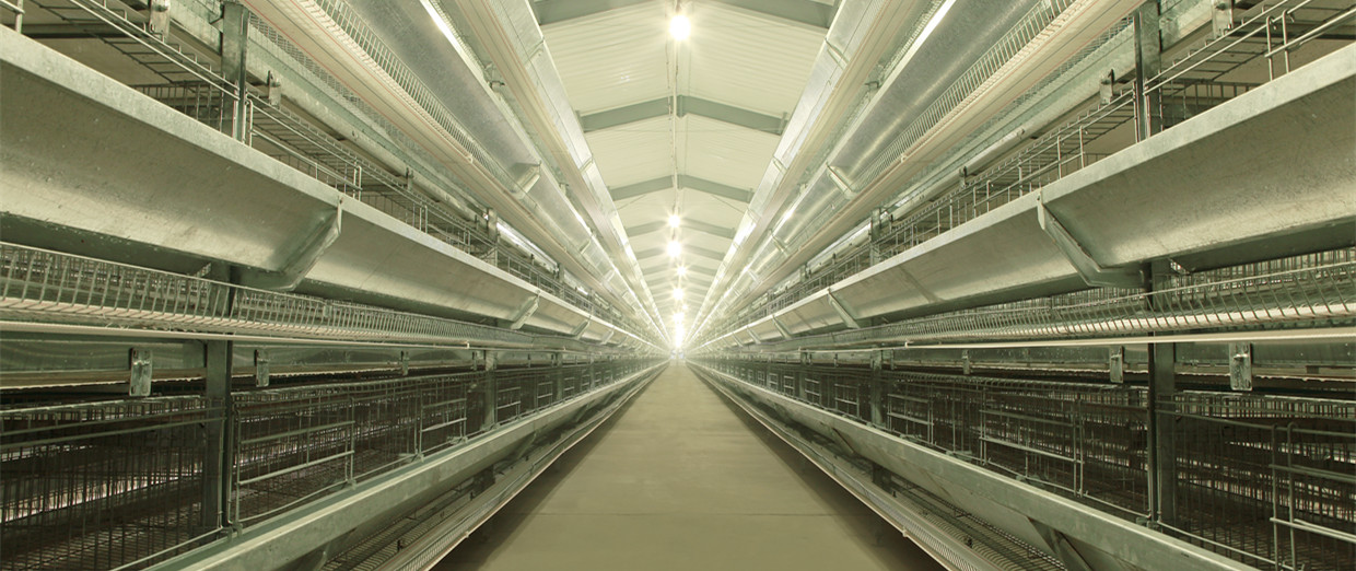青岛市养鸡场自动笼养系统厂家供应养鸡场自动笼养系统