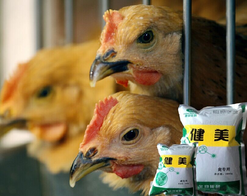 预防鸡拉稀益生菌厂家直销 健美禽