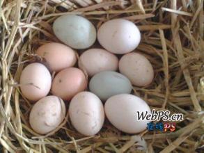 供应湖南柴鸡蛋批发价格，长沙柴鸡蛋价格，岳阳柴鸡蛋价格