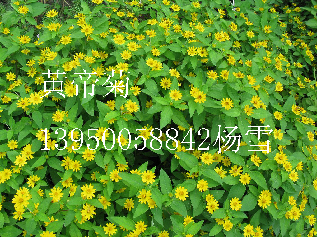 广东草种花种，广州草种花种供应用于景观绿化的广东草种花种，广州草种花种