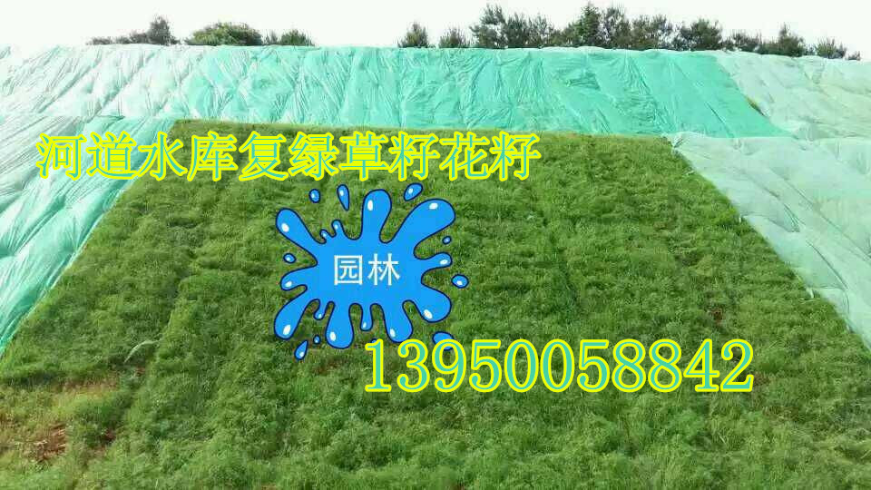 供应用于景观绿化的广东草种花种，广州草种花种