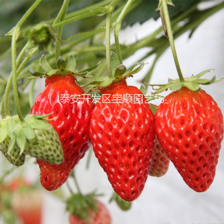 供应用于产果的红颜草莓苗，山东红颜草莓苗全明星草莓苗甜查里草莓苗美十三草莓苗哪里有，新品种草莓苗抗性强产量高图片