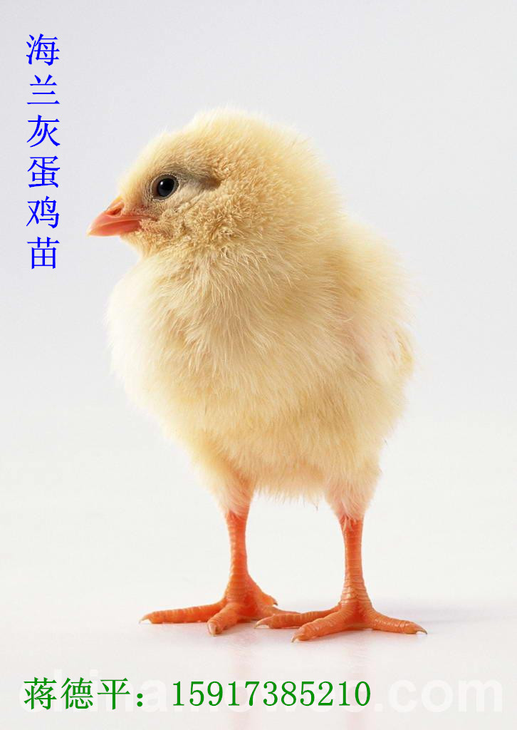 扬州海兰灰蛋鸡图片