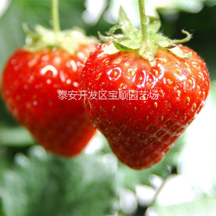 泰安市脱毒草莓苗厂家供应用于产果的脱毒草莓苗，1代2代草莓苗区别，2代草莓苗批发，达赛莱克特草莓苗哪里有，适合云南贵州新疆四川种植的草莓苗