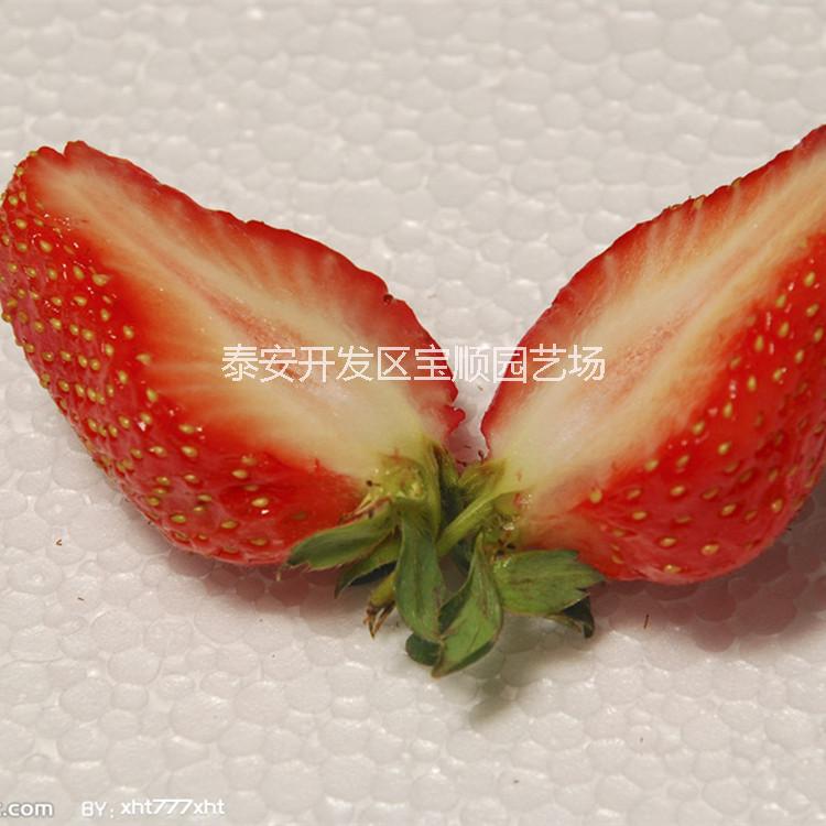 供应用于建大棚的大棚草莓栽子 哪里卖大棚草莓苗 草莓价格 草莓苗什么时间种怎么种植